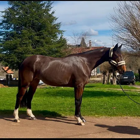 Pear Set In Beautiful Private Surroundings Millac (Vienne)